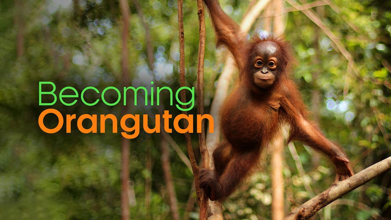 Becoming Orangutan backdrop