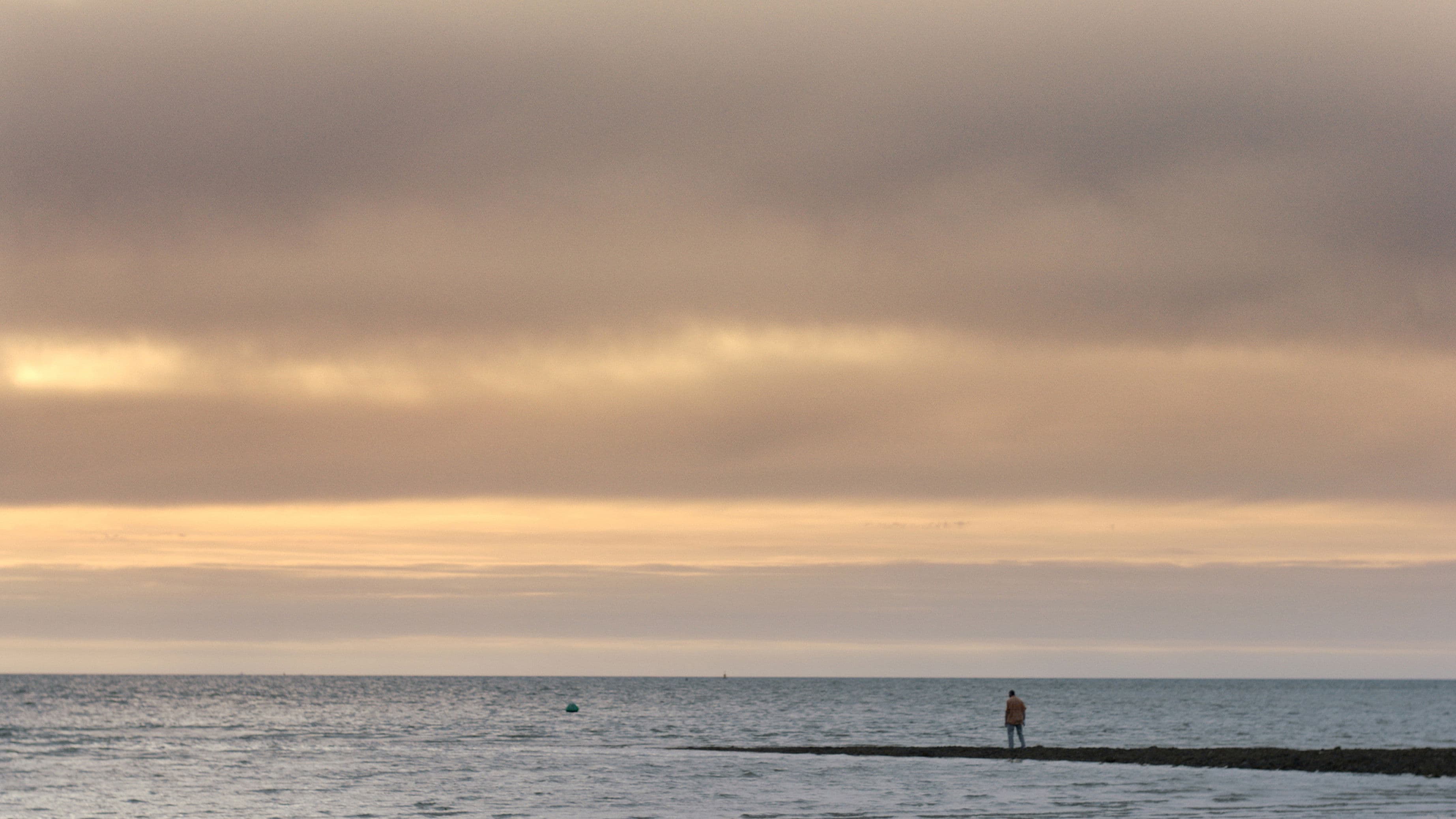 Sharks in Colwyn Bay backdrop