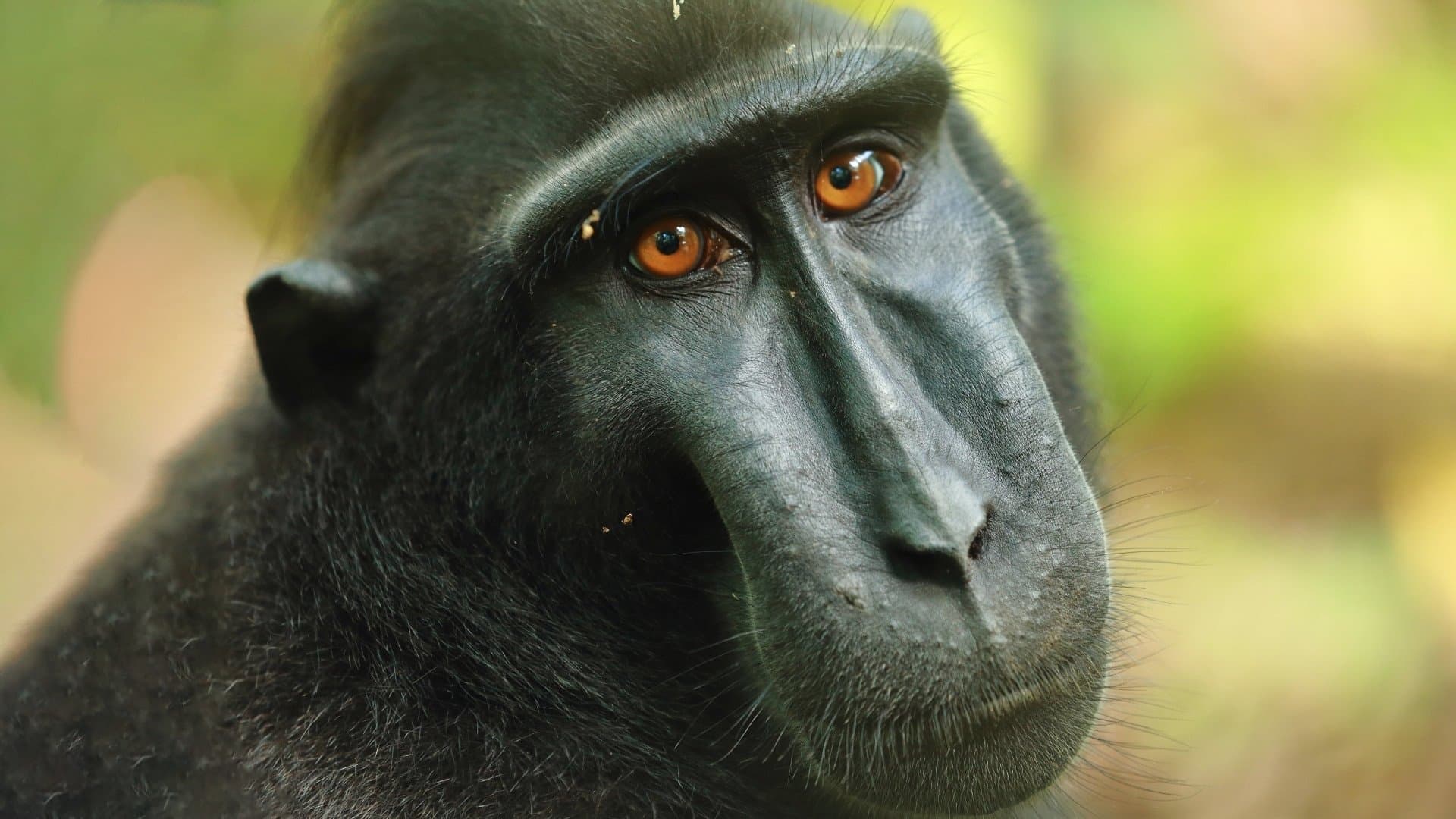 Islands in Time: A Wildlife Odyssey backdrop